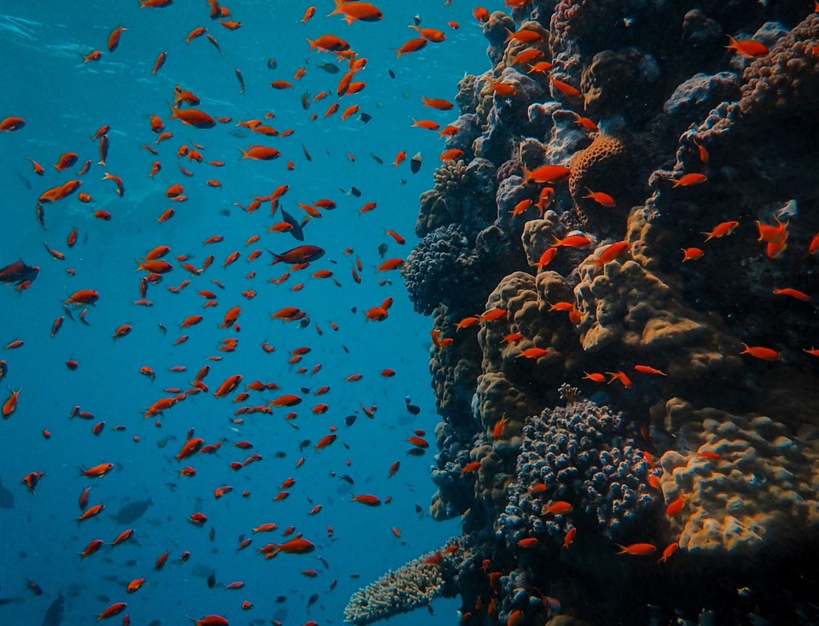 underwater, coral, fish