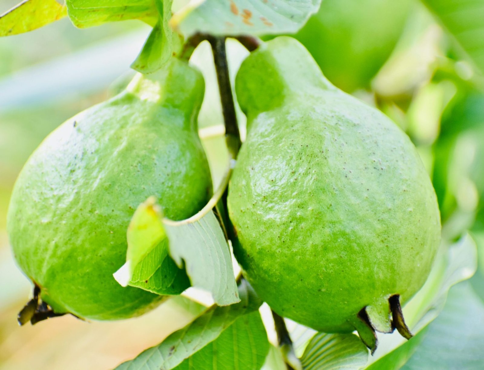 Two fresh green guavas hanging from a tree branch with lush foliage.